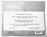Lobarina scrobiculata image